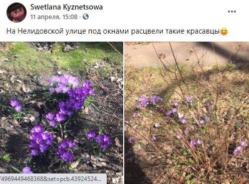 Фото дня: на Нелидовской расцвели крокусы