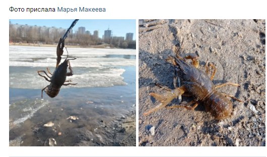 В канале имени Москвы завелись раки