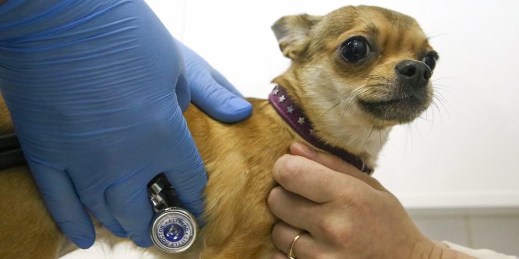 В Южном Тушине в октябре откроются три мобильных пункта вакцинации животных